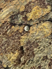 Tegula aureotincta
