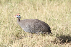 Numida meleagris coronatus