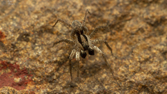 Pardosa crassipalpis