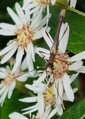 Enchoptera apicalis