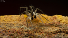Pardosa crassipalpis