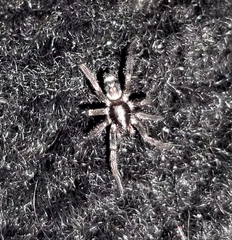 Herpyllus ecclesiasticus