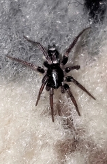 Herpyllus ecclesiasticus
