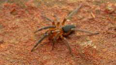 Rhaeboctesis