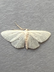 Scopula minorata