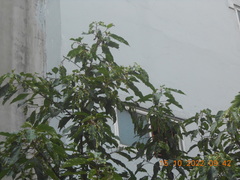 Orthotomus ruficeps cineraceus