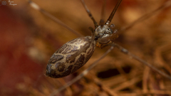 Smeringopus natalensis