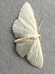 Scopula minorata