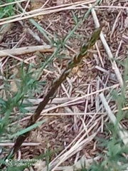 Asparagus acutifolius