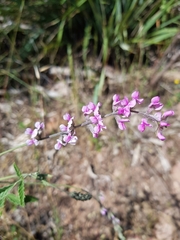 Cullen australasicum