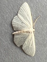 Scopula minorata