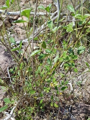 Cullen australasicum