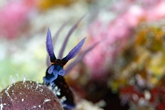 Roboastra gracilis
