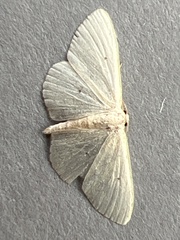 Scopula minorata