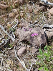 Cullen australasicum