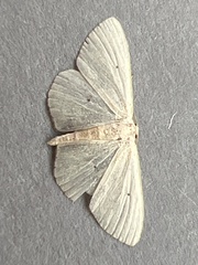 Scopula minorata