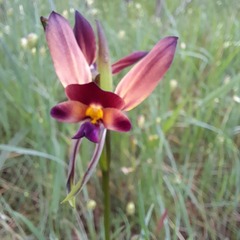 Diuris amplissima
