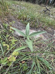 Asclepias speciosa