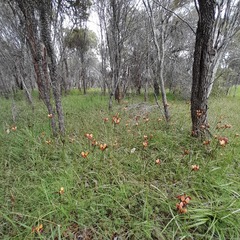 Diuris amplissima