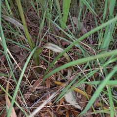 Diuris amplissima
