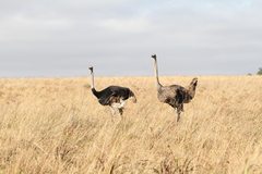 Struthio camelus australis