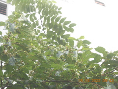 Orthotomus ruficeps cineraceus