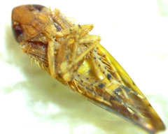 Osbornellus consors