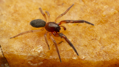 Trachelidae