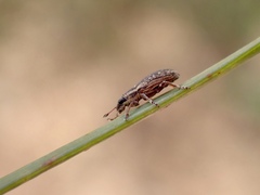 Sitona discoideus
