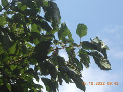 Orthotomus ruficeps cineraceus