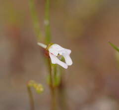 Stylidium ecorne