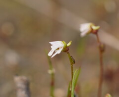Stylidium ecorne