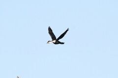 Phalacrocorax carbo lucidus