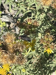 Copestylum violaceum