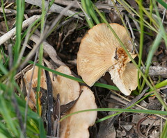 Leucopaxillus eucalyptorum