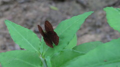 Abisara echerius