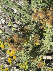 Copestylum violaceum