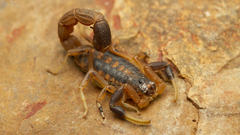 Uroplectes triangulifer