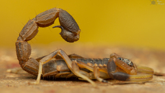 Uroplectes triangulifer