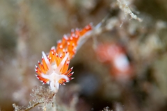 Flabellina dushia