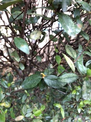 Austropuccinia psidii