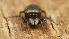 Afraflacilla karinae