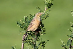 Emberiza hortulana
