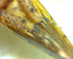 Osbornellus consors