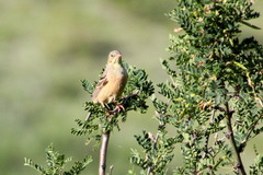 Emberiza hortulana