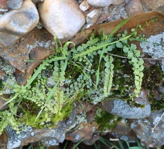 Asplenium flabellifolium