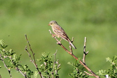 Emberiza hortulana