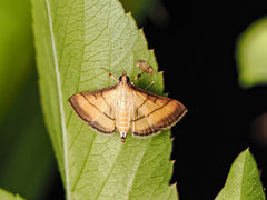 Cnaphalocrocis rutilalis