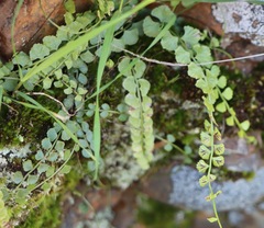 Asplenium flabellifolium
