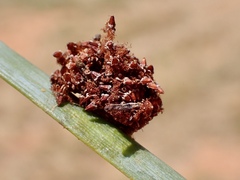 Psychidae